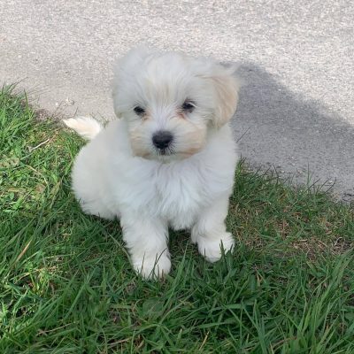 Havapoo puppies for sale under $500​ - Premium Teacup Puppies