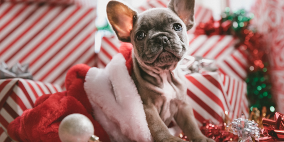 love in time for christmas premier pups 637738810049576996