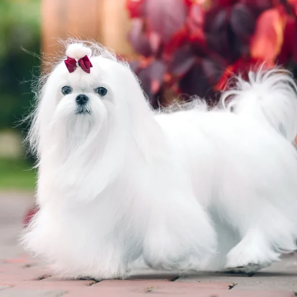 Maltese Breed Information: Personality, Lifespan, and Care