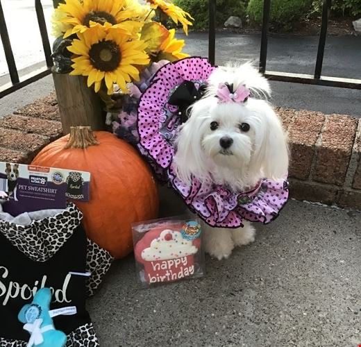 maltese puppies 637637530389062889