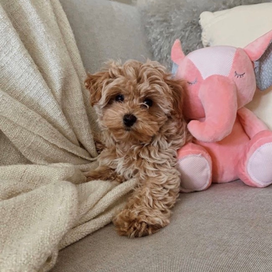 maltipoo puppies 637637532081206214