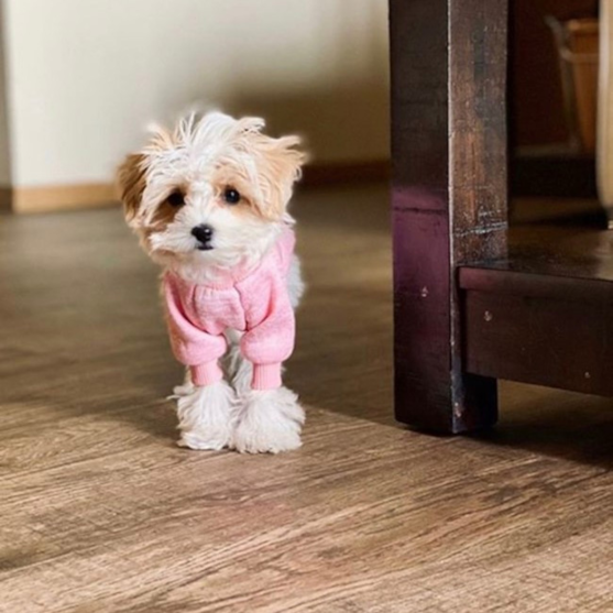 maltipoo puppies 637637532082143754