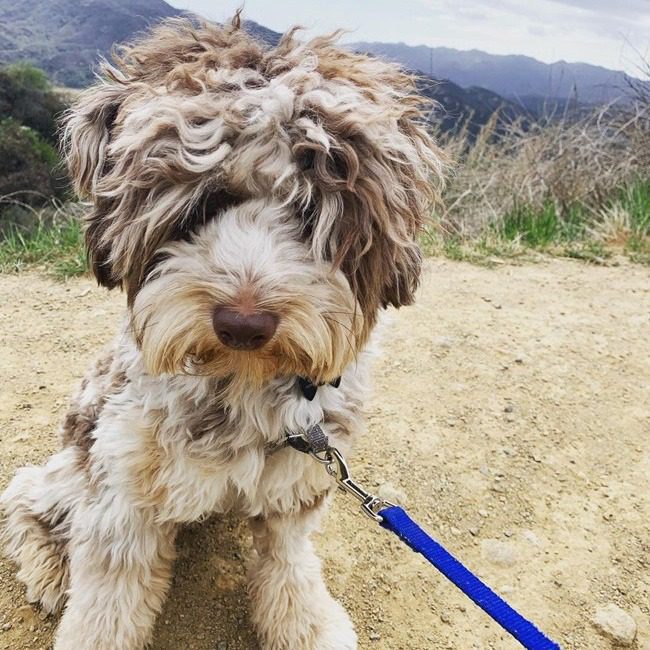 mini aussiedoodle puppies 637637535022973827