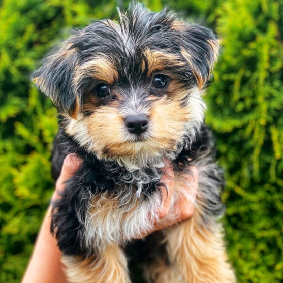 morkie puppies 637637542913934852