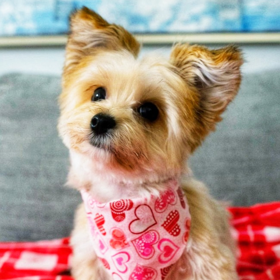 morkie puppies 637637542914872893