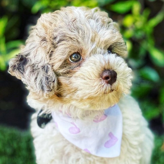 poochon puppies 637637508623223644