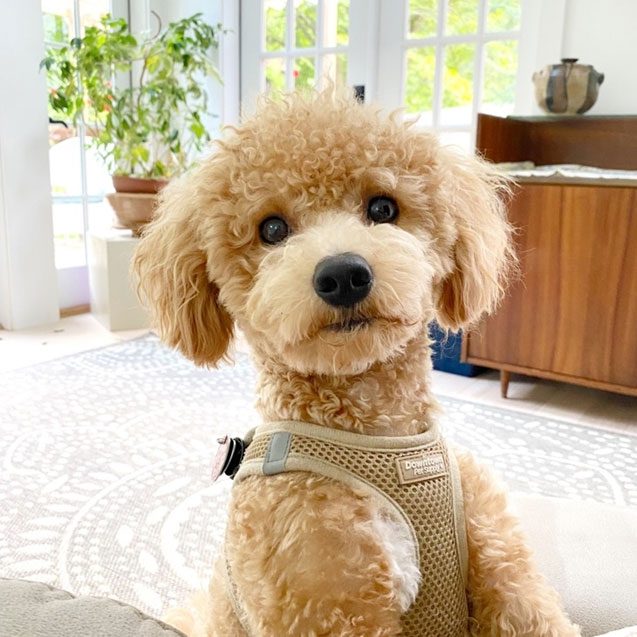 poochon puppies 637698954577230986