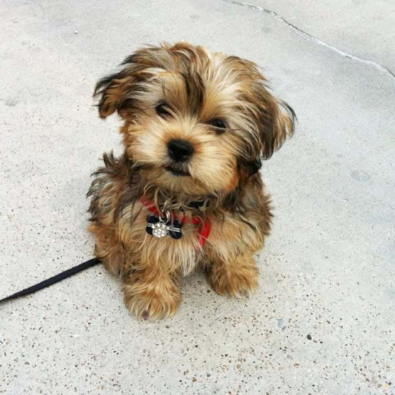 shorkie puppies 637698958339658092