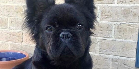 fluffy french bulldogs real exotic or myth premier pups 637822467148748050