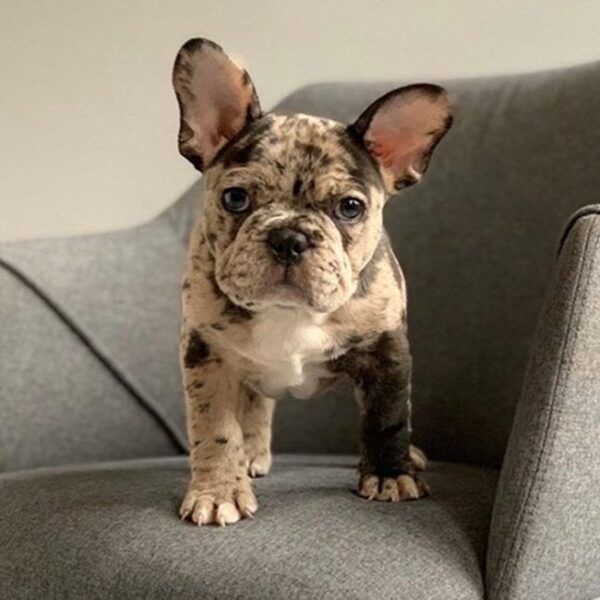 french bulldog puppies 637637524473115475