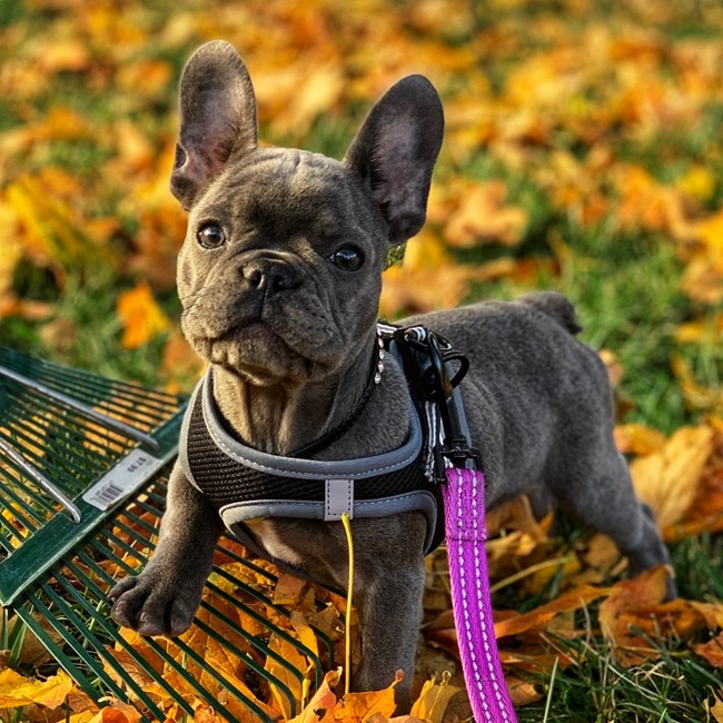french bulldog puppies 637637524482028222
