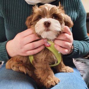 Havanese puppies for sale under $500 – Premium Teacup Puppies
