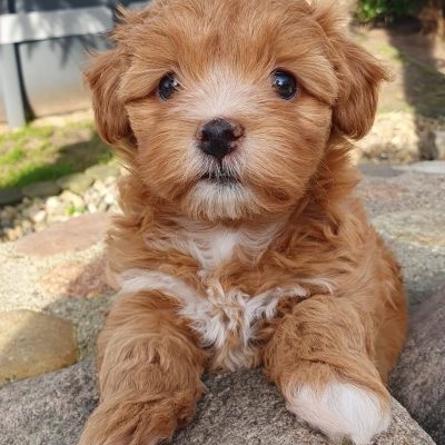 Havanese Puppies for Sale in Ohio | Premium Teacup Puppies