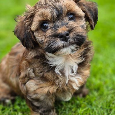 Havanese breeders in Florida | Premium Teacup Puppies