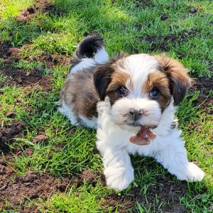 Havanese Silk Puppies for Sale | Premium Teacup Puppies