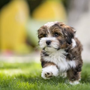 Havanese puppies Michigan – Premium Teacup Puppies