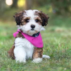 Havanese Puppies for Sale in Florida – Premium Teacup Puppies