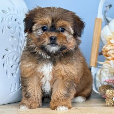 Shorkie: A Loving Hybrid of Shih Tzu and Yorkie